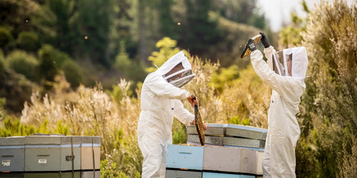 Cruelty-Free Beekeeping: Ensuring Bee Welfare and Sustainable Practices