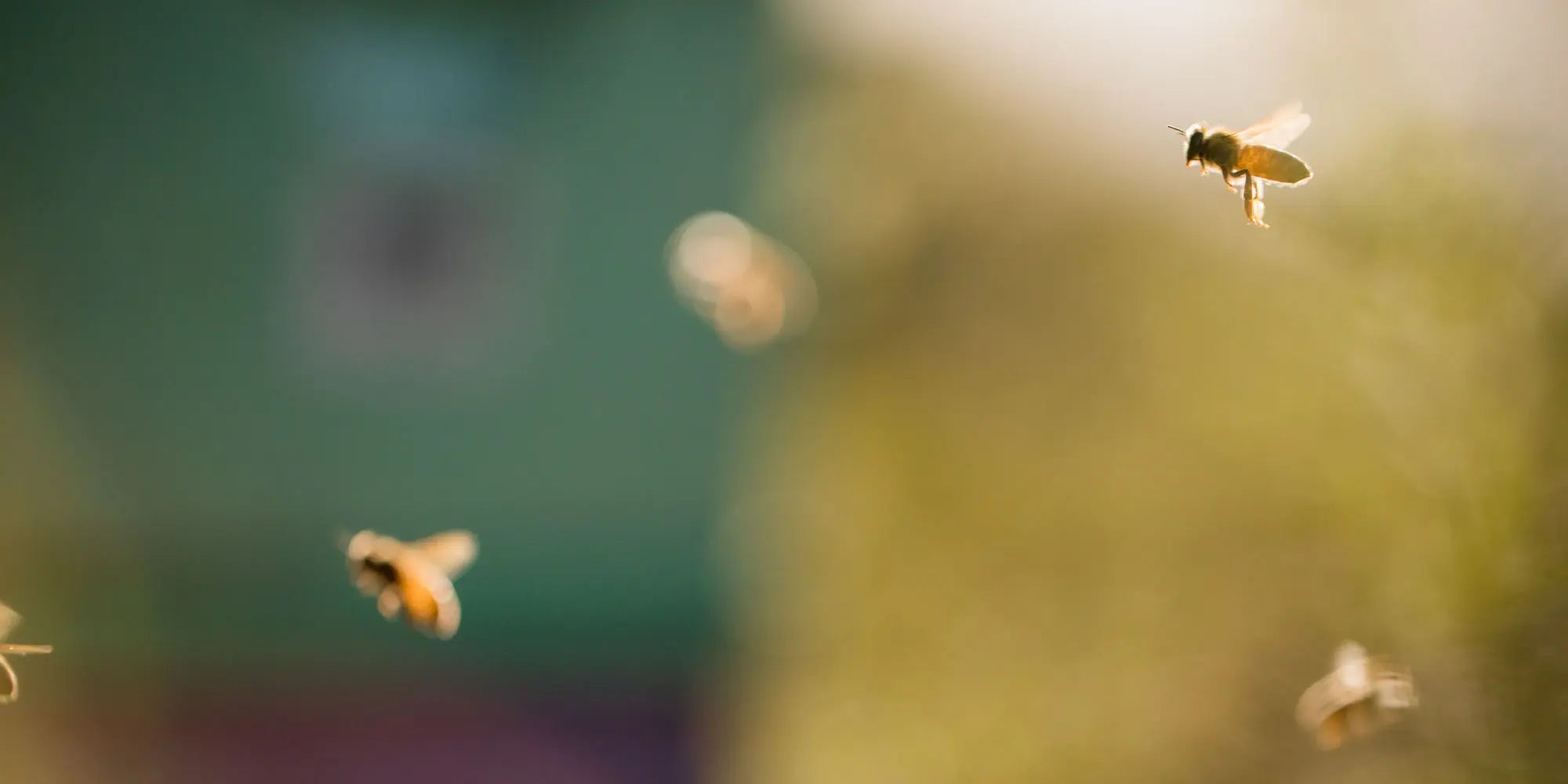 Bee Venom: Nature’s Elixir for Ageless Beauty